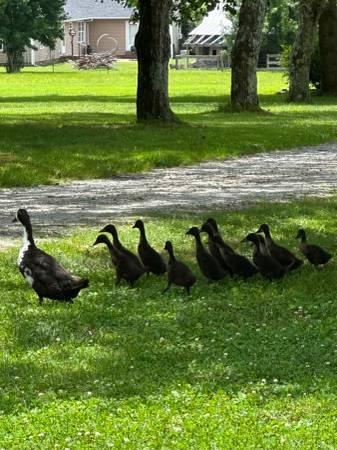 Ducklings!! 1