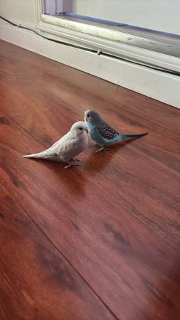 Lost two Parakeets in San Leandro (san leandro)