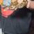 Central American Boa Constrictor 5 thumbnail
