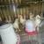 Chickens 1 thumbnail