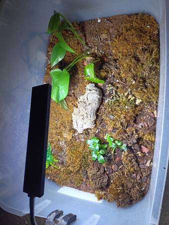 Isopod colony (Beechview)