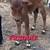 Mini Cows 5 thumbnail