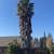 tree , stump/root removal & palm tree services! 3 thumbnail