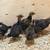 8 Dark Cornish Chicks 4 weeks old 2 thumbnail