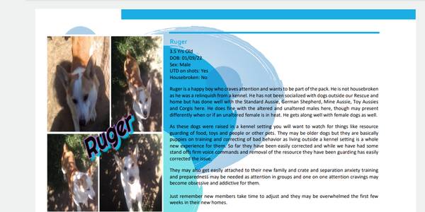 Corgis adultos (Bloomington)63658653433345121