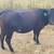 Southpoll cross Cows 3 thumbnail