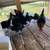 Black Bantam Chickens 2 thumbnail