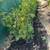 Green Giant- Evergreen plants. 1 gallon. Privacy / fencing 4 thumbnail