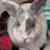 Rabbit 1 thumbnail