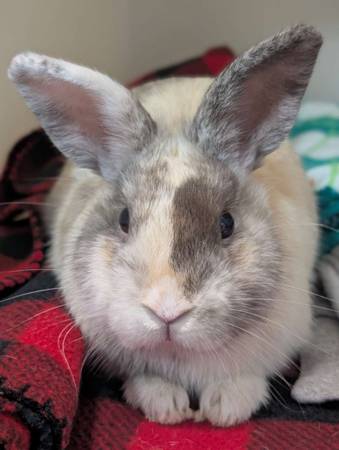 Rabbit 1