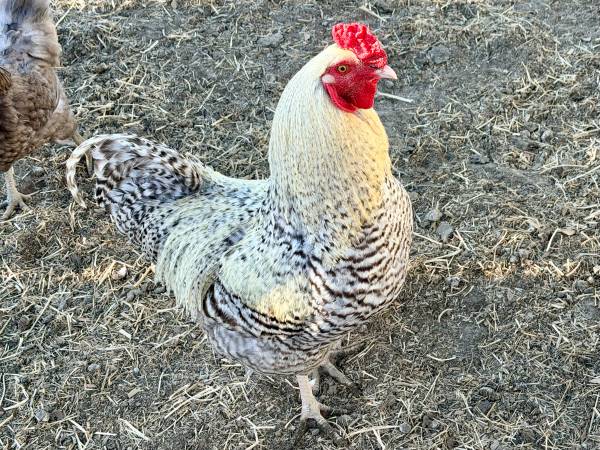 Free Rooster 1