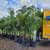 coconuts 7,15,15 gallon parent palms JC certified 9 thumbnail
