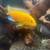 African Cichlids 7 thumbnail