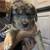 Pups 2 thumbnail