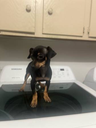 Chihuahua Female (Houston)63859314928513122
