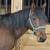 Mustang gelding 19 thumbnail
