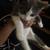 Kittens born 08/17/26 2 thumbnail