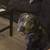 American bully 5 thumbnail