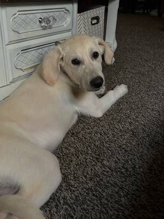 lab mix (Wilber)63857444602369123