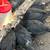 Chicks 2 thumbnail