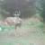 Two Stealth Cam Command Fusion Pro X. 36MP 7 thumbnail