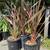 New Zealand Flax 4 thumbnail