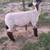 Show lamb 5 thumbnail