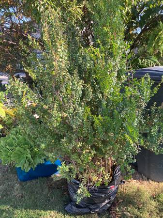 Large size leaf boxwood type landscaping bush, ready to go into yard 1