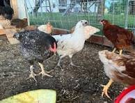 Free Chickens 1