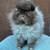 Fuzzy Netherland Dwarf Bunny 5 thumbnail
