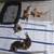 Free kittens 1 thumbnail