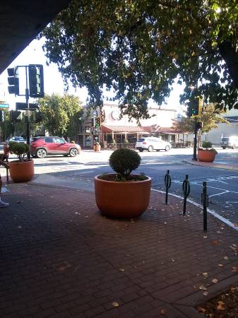 Possible Abandoned younger aged kitten by Starbucks now DT 1