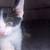 Kitten 2 thumbnail