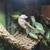 Crested Gecko for adoption! 1 thumbnail