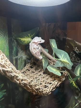 Crested Gecko for adoption! 1