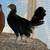 Stags and Pullets 5 thumbnail