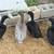 Ducks,bantam chickens, 2 thumbnail