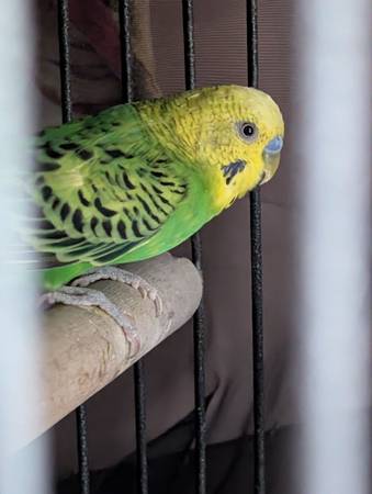 Rehoming Parakeets (North Olmsted)63872020575873121