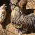 Mixed Silkie Hatching Eggs 4 thumbnail