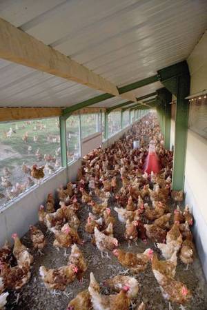 ISA brown hens/chickens, 15 month old laying hens.. 1