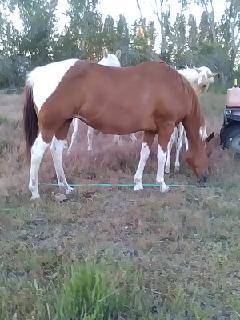 2011 APHA mare 1