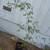 japanese maples $10-$20 8 thumbnail