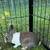 Dutch bucks 1 thumbnail