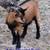 Bucks available 1 thumbnail