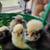 Polish chicks and Hatching eggs 2 thumbnail