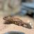 2 YO Red Niger Uromastyx Lizard FREE to good home 3 thumbnail