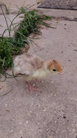 Pavos - $10 (Crestview)63440113658113121