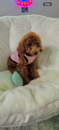 Akc toy poodle (San Jose)