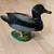 Motion Detector "Quacking " Duck 1 thumbnail