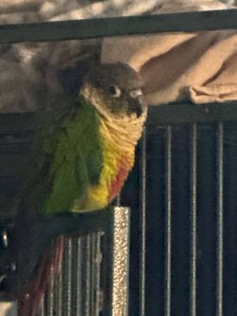 Conure 1